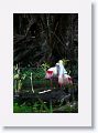 Roseate Spoonbills in breeding plumage