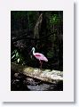 Roseate Spoonbill in breeding plumage