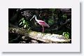 Roseate Spoonbill in breeding plumage