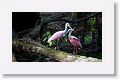 Roseate Spoonbills in breeding plumage