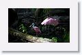 Roseate Spoonbills in breeding plumage