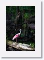 Roseate Spoonbill in breeding plumage