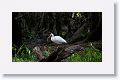 White Ibis in breeding plumage