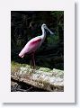 Roseate Spoonbill in breeding plumage