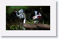 Roseate Spoonbill and Snowy Egrets in breeding plumage