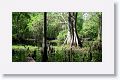 Cypress knees and Cypress Creek