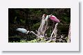 White Ibis and Roseate Spoonbill in breeding plumage