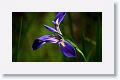 Blue Flag Iris