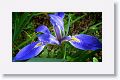 Blue Flag Iris