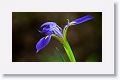 Blue Flag Iris