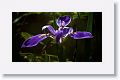 Blue Flag Iris