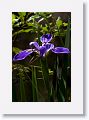 Blue Flag Iris