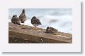 Technically, this photo of a Purple Sandpiper (and Rudy Turnstones) was taken at Fort Clinch State Park at the end of 2013 when we first tried to see the Snowy Owl at Little Talbot State Park