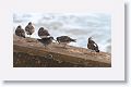 Technically, this photo of a Purple Sandpiper (and Rudy Turnstones) was taken at Fort Clinch State Park at the end of 2013 when we first tried to see the Snowy Owl at Little Talbot State Park