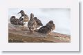Technically, this photo of a Purple Sandpiper (and Rudy Turnstones) was taken at Fort Clinch State Park at the end of 2013 when we first tried to see the Snowy Owl at Little Talbot State Park