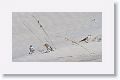 Technically, this photo of a Snow Buntings was taken at Huguenot Memorial Park at the end of 2013 when we first tried to see the Snowy Owl at Little Talbot State Park