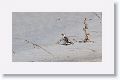 Technically, this photo of a Snow Buntings was taken at Huguenot Memorial Park at the end of 2013 when we first tried to see the Snowy Owl at Little Talbot State Park