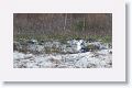 The next morning spent with this juvenile female Snowy Owl at Little Talbot State Park started out to be overcast as well