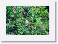 Tinalandia-008 * Squirrel Cuckoo * Squirrel Cuckoo