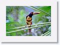 Tinalandia-013 * Pale-mandibled Aracari * Pale-mandibled Aracari