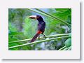 Tinalandia-014 * Pale-mandibled Aracari * Pale-mandibled Aracari