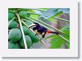 Tinalandia-016 * Pale-mandibled Aracari * Pale-mandibled Aracari