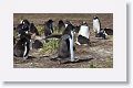 Gentoo Penguins