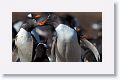 Gentoo Penguins