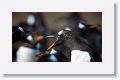 Gentoo Penguins