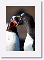 Gentoo Penguins