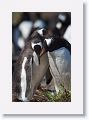 Gentoo Penguins