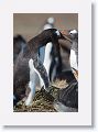 Gentoo Penguins