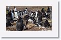 Gentoo Penguins