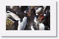 Gentoo Penguins