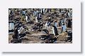 Gentoo Penguins