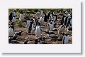 Gentoo Penguins