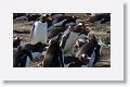 Gentoo Penguins