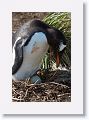 Gentoo Penguin with newest arrival