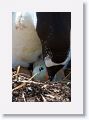 Gentoo Penguin with newest arrival