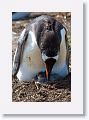 Gentoo Penguins