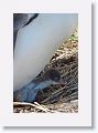 Gentoo Penguins