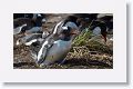 Gentoo Penguins