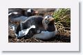 Gentoo Penguins
