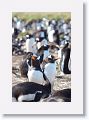 Gentoo Penguins
