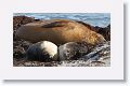 Elephant Seals