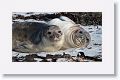 Elephant Seals