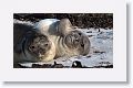 Elephant Seals