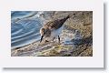 White-rumped Sandpiper