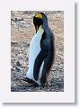 King Penguin