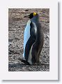 King Penguin